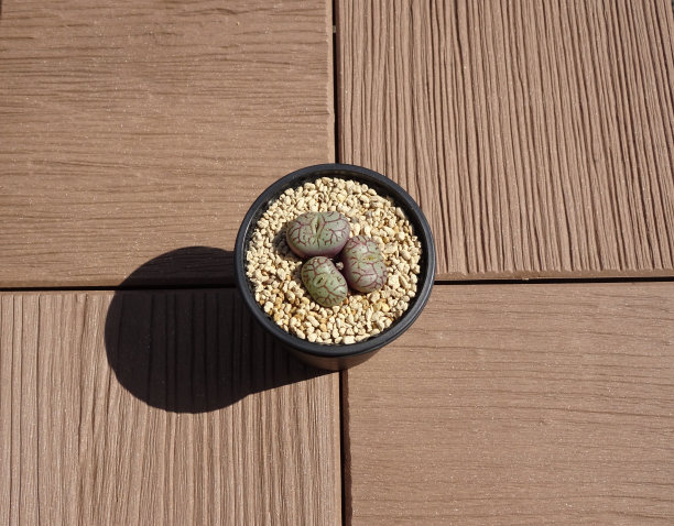 屋顶花园的多肉植物。Conophytum最低wittebergense。照片。图片下载