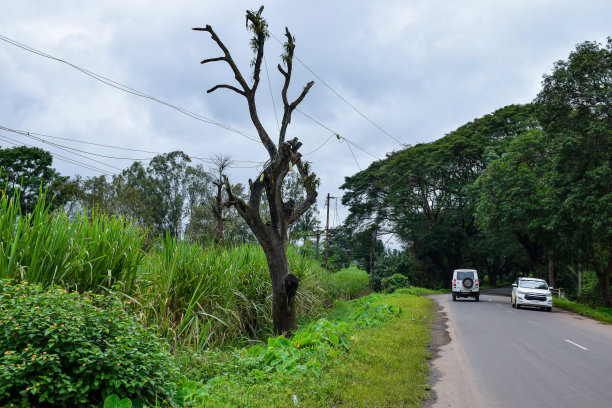 沥青公路被农田包围，覆盖着绿色的树像树隧道，白色的车辆前进，在Kolhapur，印度的股票照片。图片下载