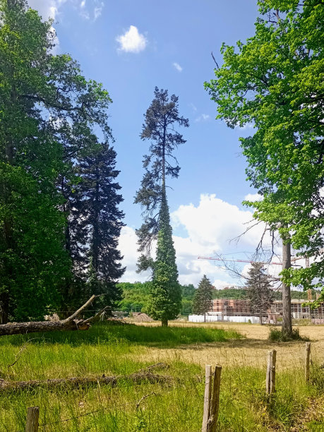 修剪过的树开始重新生长的照片图片下载
