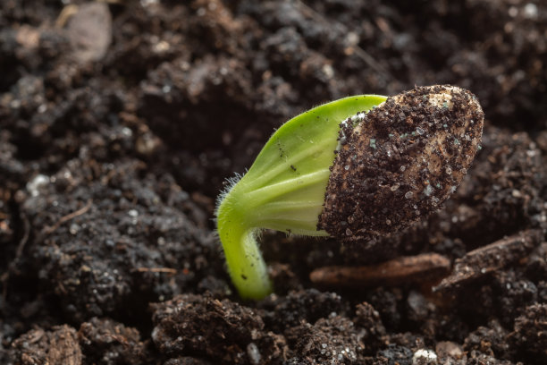 黑色土壤中发芽西葫芦种子的特写。模糊和选择性聚焦。宏观照片。黑色土壤背景上的绿色芽。图片下载