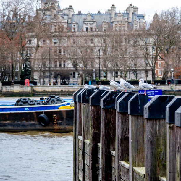 19世纪码头南岸，没有人，坐在木桩上的海鸥图片下载