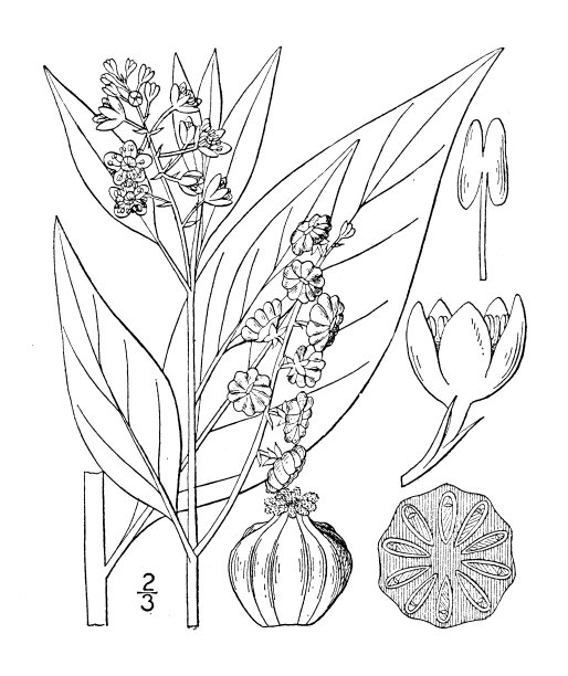 古植物学植物插图:商陆，鸽子莓，加格特图片下载