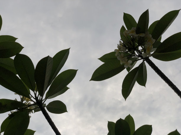 一张天空阳光，鲜花和树叶的照片图片下载