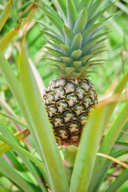 种植园里的新鲜菠萝图片下载