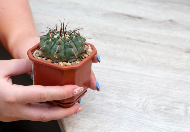 女性手里拿着一盆裸子树仙人掌。有选择性的重点。图片为文章的爱好，植物。图片下载