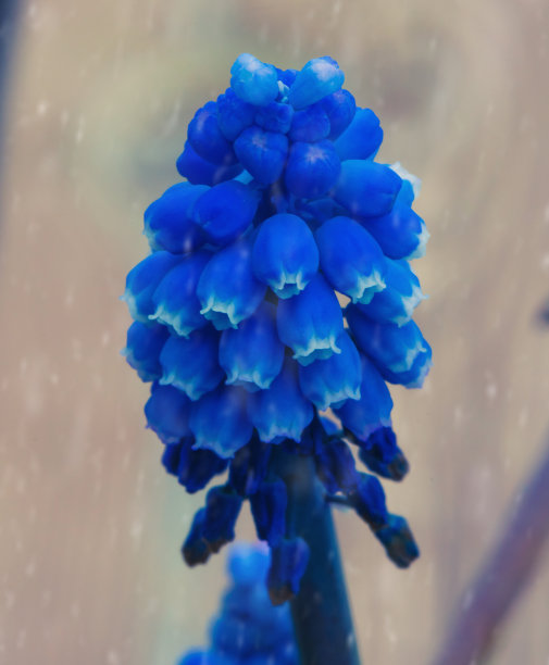 蓝色的风信子花盛开在一个下雪的春天的早晨。特写微距照片。图片下载