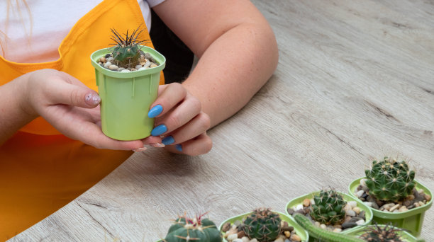 女手里捧着一盆木萼仙人掌。有选择性的重点。图片为文章的爱好，植物。图片下载