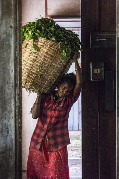 艾拉、斯里兰卡图片下载