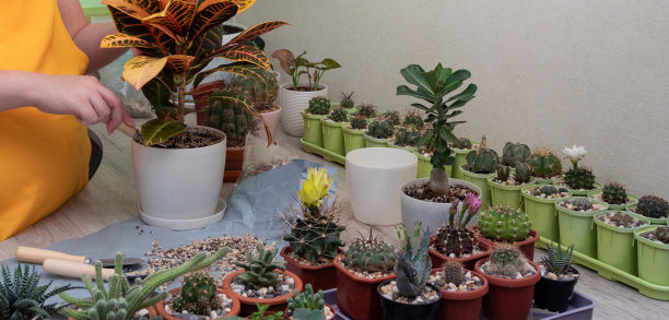 在白色的花盆中，女性的手触摸着土。这是照顾植物的过程。桌子上有仙人掌和多肉植物。有选择性的重点。图片为文章的爱好，植物。图片下载