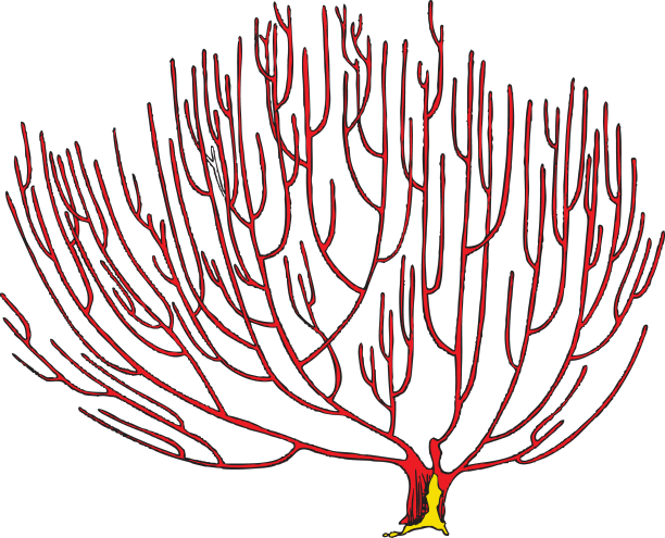 珊瑚礁植物枝古手绘图片下载