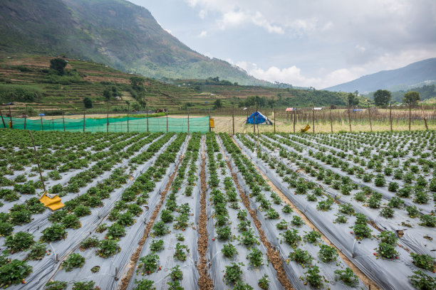 在瓦塔瓦达村种植草莓图片下载