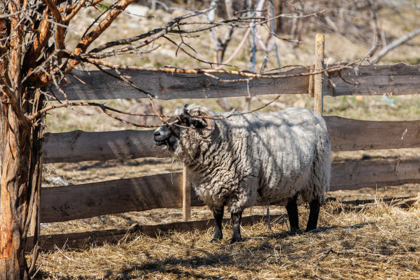 生态农场的公羊特写图片下载