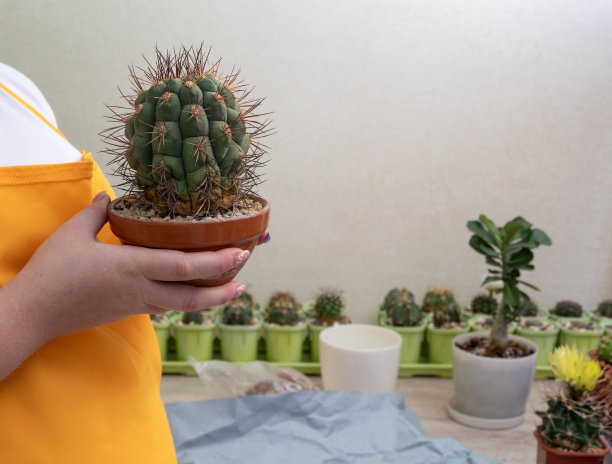 女手里拿着的花盆里种着裸子树。模糊的背景中有很多植物。有选择性的重点。图片为文章关于爱好，植物，仙人掌，多肉植物。图片下载