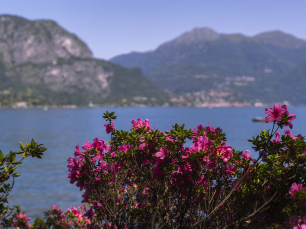 在科莫湖岸边的梅尔齐别墅公园里图片下载