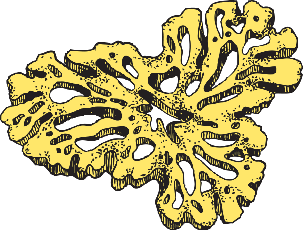 海洋珊瑚植物装饰元素手绘图片下载