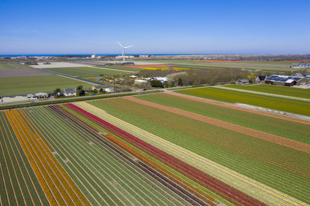 全景照片的荷兰花卉景观在春天图片下载