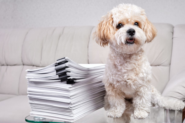 Maltipoo Puppy坐在一堆用黑色活页夹固定的办公室文件旁边图片下载