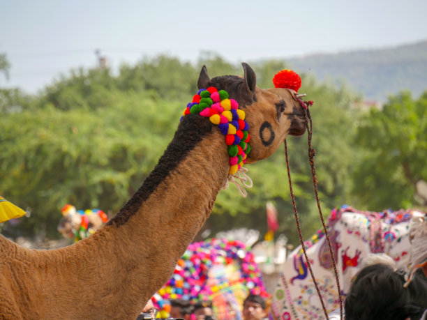装饰骆驼脸特写照片在印度的沙漠乡村图片下载