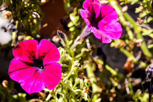 蝴蝶上花，数码照片图片为背景图片下载