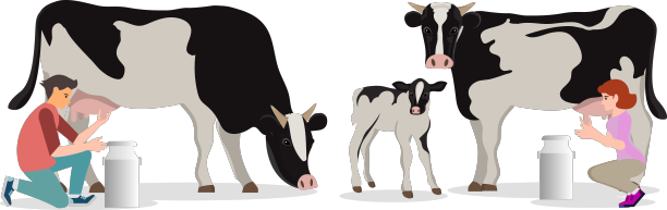 一对农民在挤牛奶的桶孤立上图片下载