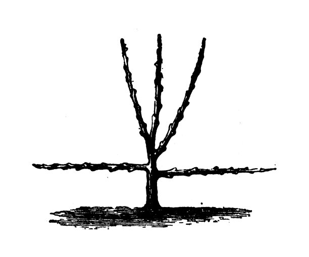 古董雕刻插图:修剪手掌图片下载