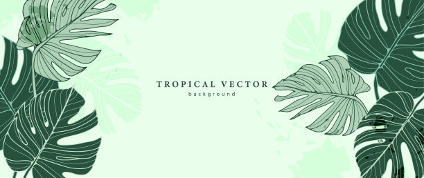 热带绿色背景与怪物的叶子。植物背景装饰，壁纸，封面，明信片和演示。用于照片和文字的框架。图片下载
