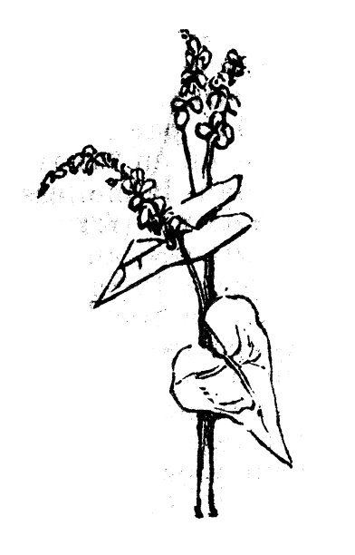 仿古雕刻插画:荞麦图片下载