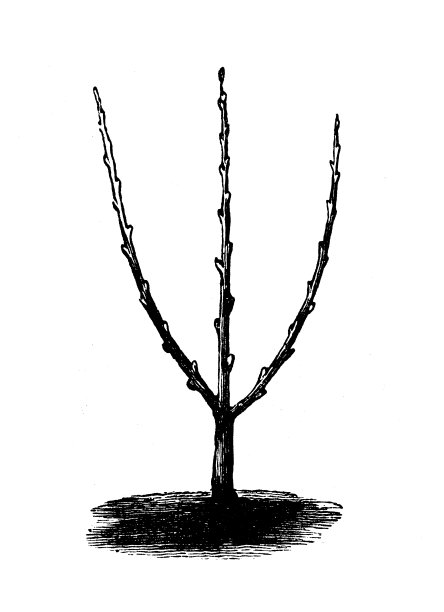 古董雕刻插图:修剪手掌图片下载