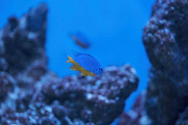 蓝色小雀鲷，半紫翅目，在暗礁水箱中游泳，背景模糊。下载图片图片下载