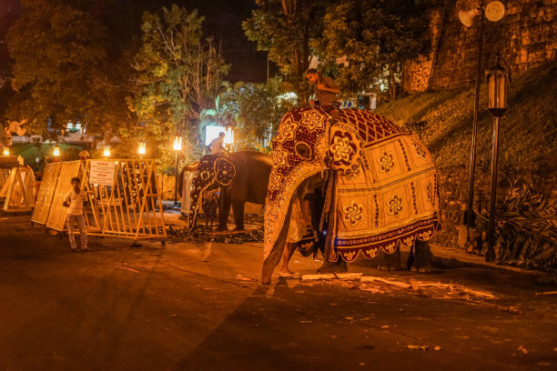 斯里兰卡大象图片(斯里兰卡糖果)图片下载