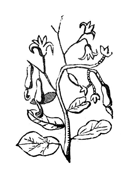 古玩雕刻插画:腰果图片下载