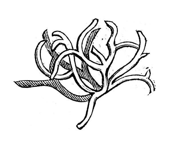 古玩雕刻插图:罗西拉藤地衣图片下载