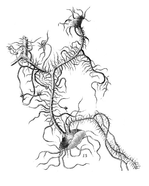 古董雕刻插图:Usnea florida图片下载