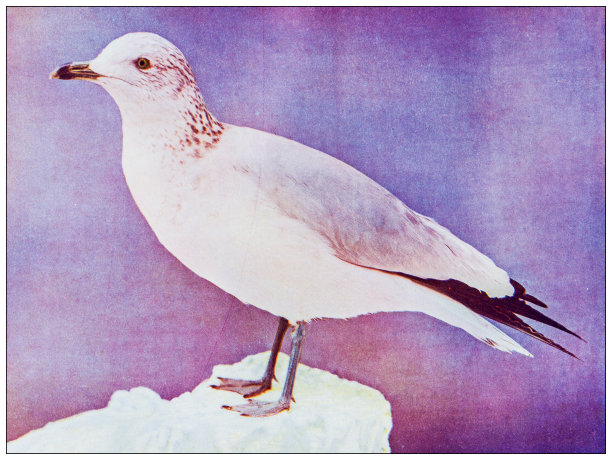 古董鸟类学彩色图像:环嘴鸥图片下载