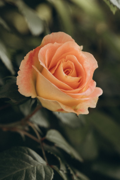 一张美丽的花园玫瑰花蕾特写照片图片下载