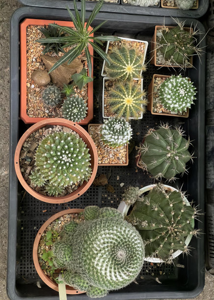 一盘仙人掌植物和一些小仙人掌的照片，各种大小和形状的花盆被安排在一个托盘里。图片下载