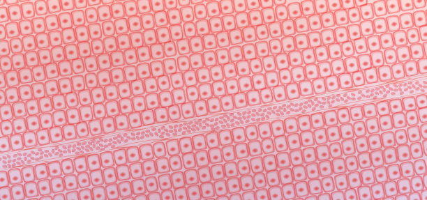 皮肤组织细胞，皮肤层，静脉中的血液图片下载