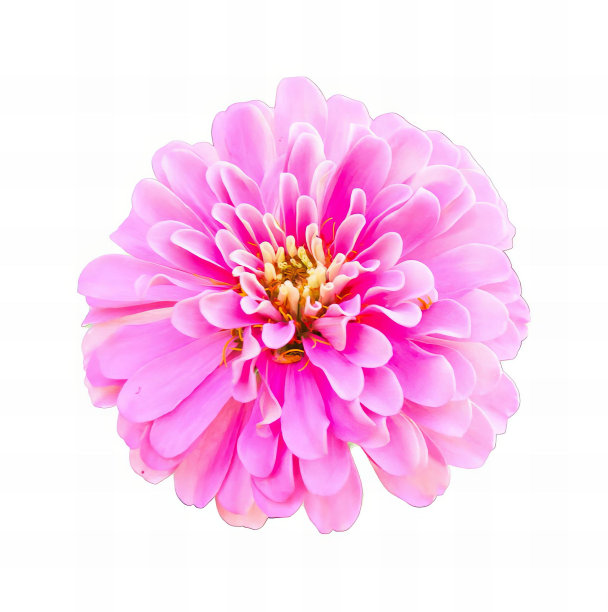 一张白色背景的粉红色花朵的照片，白色背景上有粉红色花瓣的雏菊。图片下载
