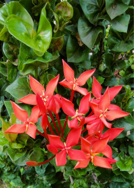 一束红色的花在灌木丛中的照片，在绿色的灌木丛中有红色的花的盆栽植物。图片下载