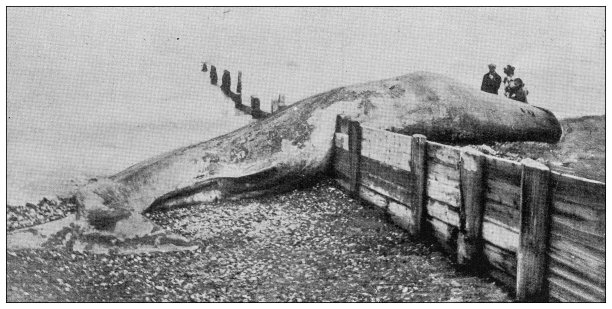 来自英国杂志的古董图片:搁浅在伯钦顿海上的鲸鱼图片下载