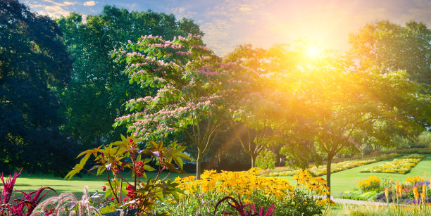 有花园和草坪的夏日花园。宽的照片。傍晚,日落。图片下载
