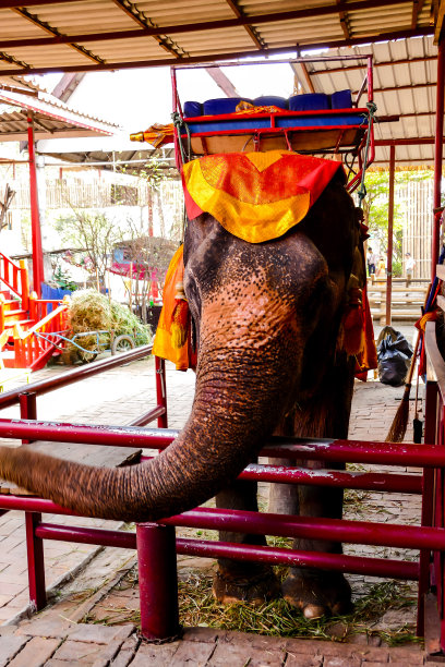 泰国大城府，大象的美丽照片图片下载