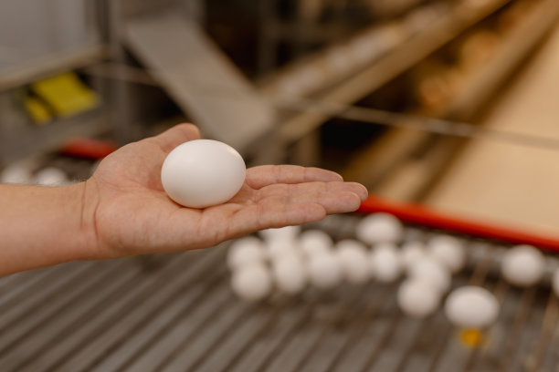 农场主手里的鸡蛋(特写)图片下载