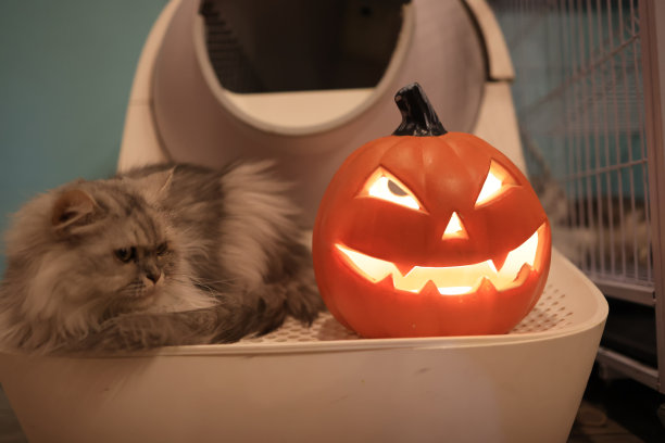 万圣节可爱的小猫和雕刻南瓜。万圣节插图与可爱的姜黄色小猫和有趣的南瓜在最小的背景与复制空间图片下载