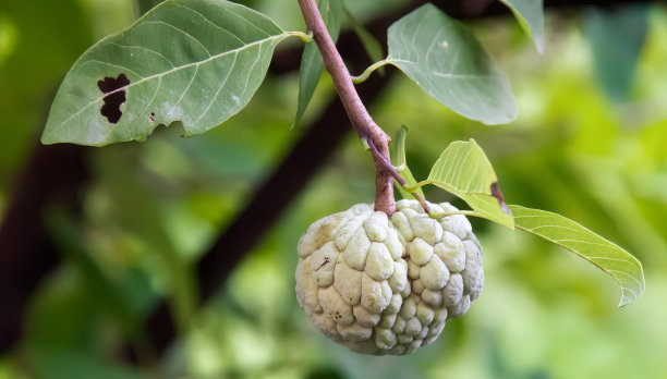 一张挂在树枝上的带叶子的水果的照片，奶油苹果果实挂在树枝上的绿叶。图片下载
