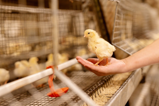 现代家禽养殖场，鸡在一个家禽养殖场的农民的手特写图片下载