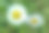 白色洋甘菊花，野花户外微距照片与软选择焦点图片下载