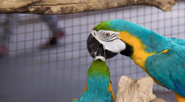 一张照片上两只鹦鹉并排站着，金刚鹦鹉并排站在一个笼子里。图片下载