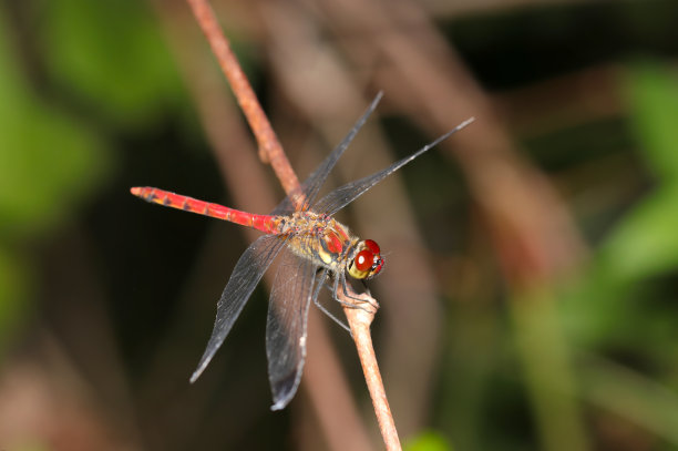 亮红色的日本蜻蜓，Risuakane (Sympetrum risi risi)在秋天出现(阳光充足的室外特写微距照片)图片下载