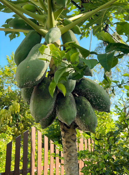 一棵番木瓜树的照片，上面长着绿色的果实，背景是蛇栏杆，上面长着番木瓜。图片下载